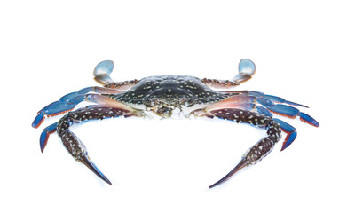 Fresh crab isolation on white