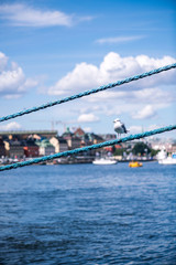 view of old town in stockholm with bird in foreground