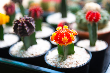 little cuctus in small pots are growing in the farm