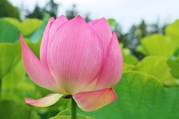 風景　花　大賀ハス　丸い　夏　茨城