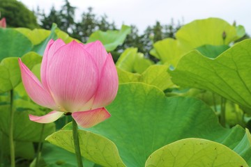 風景　花　大賀ハス　丸い　夏　茨城