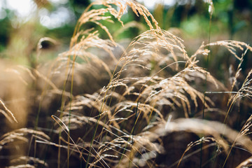 grass in the wind background