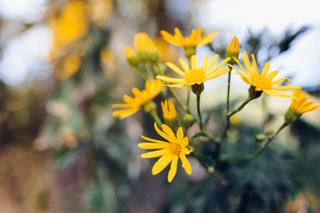 yellow flowers on a background