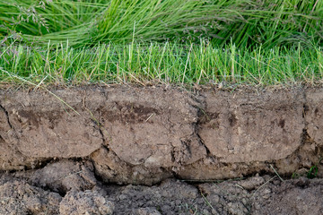 dirty soil underground side view dug out With top grass Depth of field