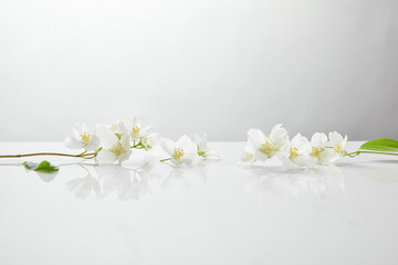 fresh and natural jasmine flowers on white surface