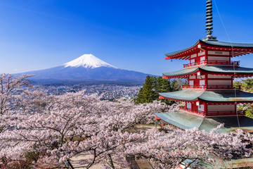 新倉山浅間公園 満開の桜と富士山