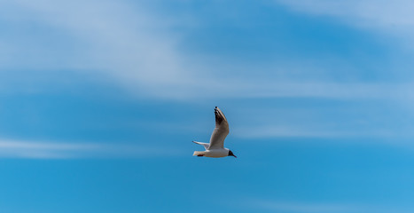 Seagull Flying in a Partly Cloudy Sunny Blue Sky