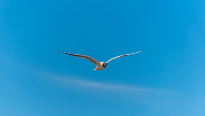 Seagull Flying in a Partly Cloudy Sunny Blue Sky