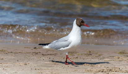 Black Headed Seagull on a Baltic Sea Beach on a Sunny Day