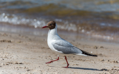 Black Headed Seagull on a Baltic Sea Beach on a Sunny Day