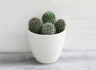 Cactus in white pot on wooden background. Close-up of home potted plant.
