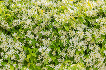 Ressource graphique, fond blanc et vert, haie de jasmin en fleur, plante à parfum pour industrie du parfum