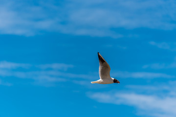 Seagull Flying in a Partly Cloudy Sunny Blue Sky