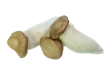 King Oyster mushrooms isolated on white background