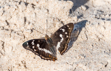 Closeup of a Butterfly on a Sandy Beach on the Baltic Sea