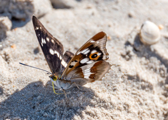 Closeup of a Butterfly on a Sandy Beach on the Baltic Sea