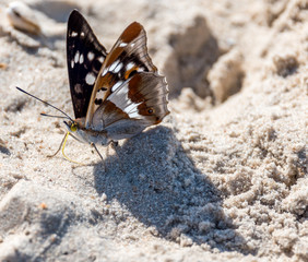 Closeup of a Butterfly on a Sandy Beach on the Baltic Sea