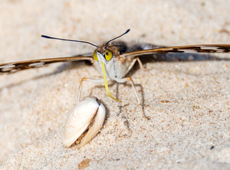 Closeup of a Butterfly on a Sandy Beach on the Baltic Sea