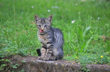 Naklejka na ściany i meble kitten on the stone in the meadow