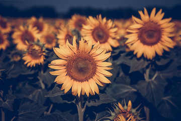 Beautiful field with sunflowers on a warm summer evening