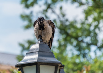 Black Headed Crow on an Old Street Light in Riga, Latvia