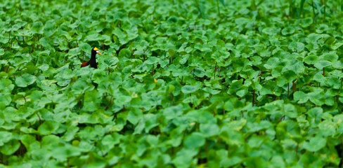 NORTHERN JACANA - JACANA DEL NORTE (Jacana spinosa), Tortuguero National Park, Costa Rica, Central America, America