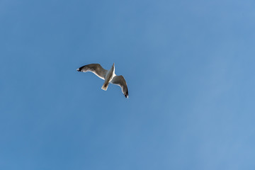 Fototapeta na wymiar Seagull Flying in a Partly Cloudy Sunny Blue Sky