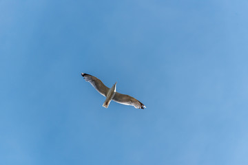 Seagull Flying in a Partly Cloudy Sunny Blue Sky