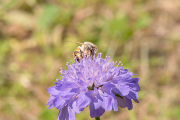 Bee on purple flower (field scabious or Knautia arvensis) in spring.