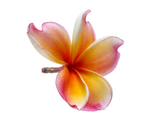 Frangipani, Pumeria, Frangipanni, isolated on white background