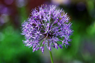 Blooming decorative onions