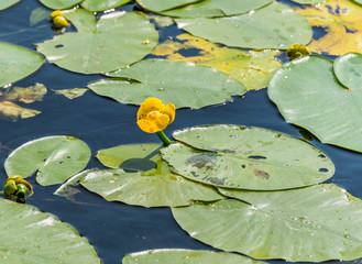 Yellow Water Lily and Lily Pads on a Pond in Summer