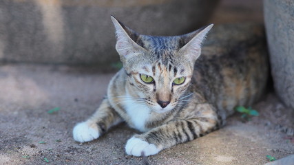 close up and selective focus brown cat lying on the garden background