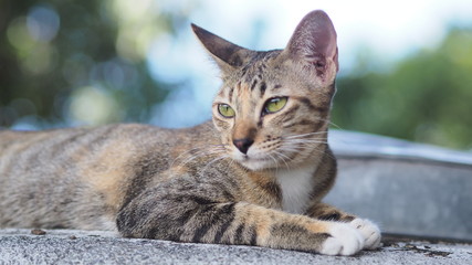 close up and selective focus brown cat lying on the garden background