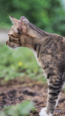 close up and selective focus brown cat lying on the garden background