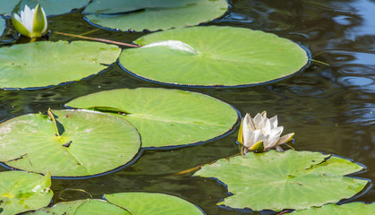 White Water Lily and Lily Pads on a Pond in Summer