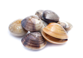 enamel venus shell on a white background