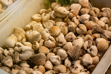 cockles seafood, pile of​ fresh blood cockles top view, cockles or scallop fresh raw shellfish, cockle shells for sale in the market