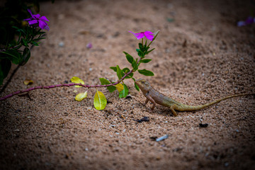a small lizard