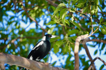 Australian Magpie