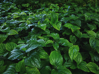 Full Frame Background of Fresh Green Herbal Plants