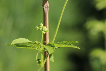 Detailaufnahme der peruanischen Naturheilpflanze Inka-Gurke