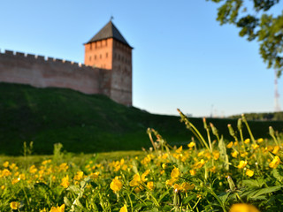 Fototapeta na wymiar Veliky Novgorod. Kremlin. Palace tower. Yellow flowers in a green field against the background of the Kremlin tower. Summer view.