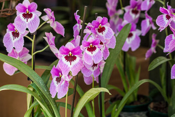 Colorful flowers telling about srping and sunny days