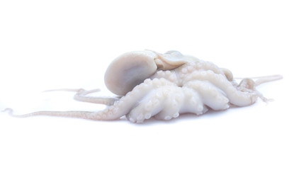 Fresh squid isolated on white background