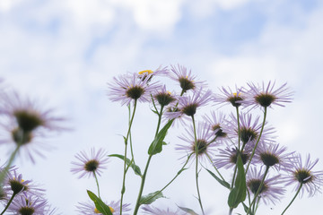 Obraz premium Symphyotrichum