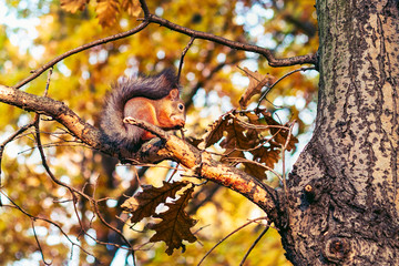 Red squirrel sitting on oak tree branch and eating nut in autumn forest.