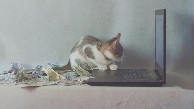 cat sitting on the notebook, dollar on the white background. Concept business, income.