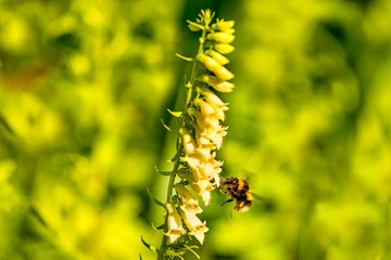 buff-tailed bumblebee on yellow foxglove