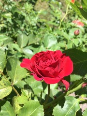red rose in garden